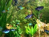 Fish Aqua 3D Screensaver