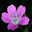 Flowers Garden Screensaver Icon