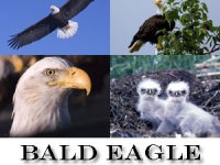 Bald Eagle Screensaver