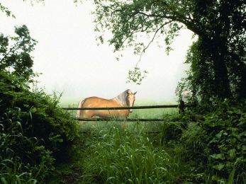 Horse in the Mist