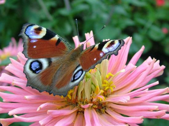 Awesome Butterflies screensaver