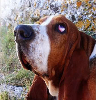 Bassett Hounds