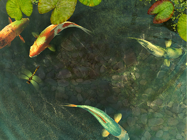 Koi Fish 3D Screensaver