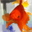 Free Goldfish Screensaver Icon