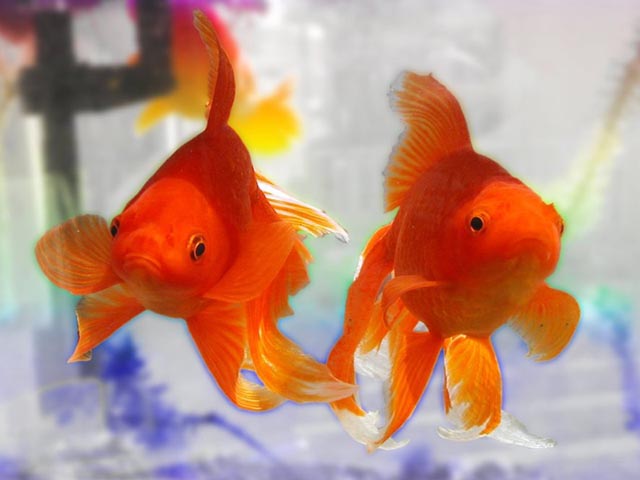 Free Goldfish Screensaver